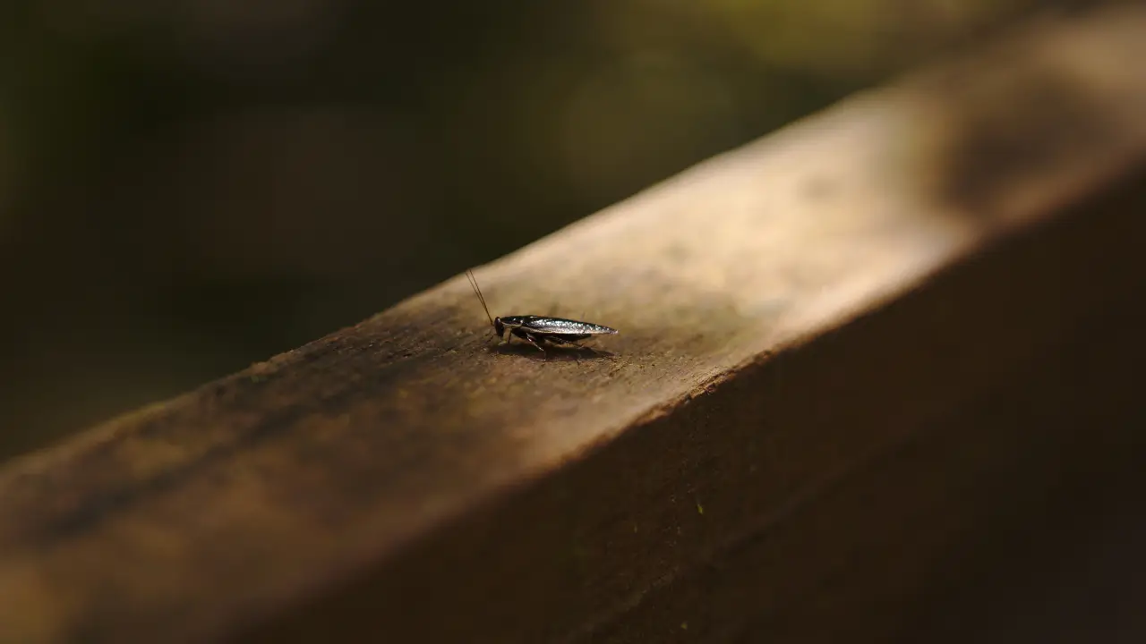 Usuwanie karaluchów