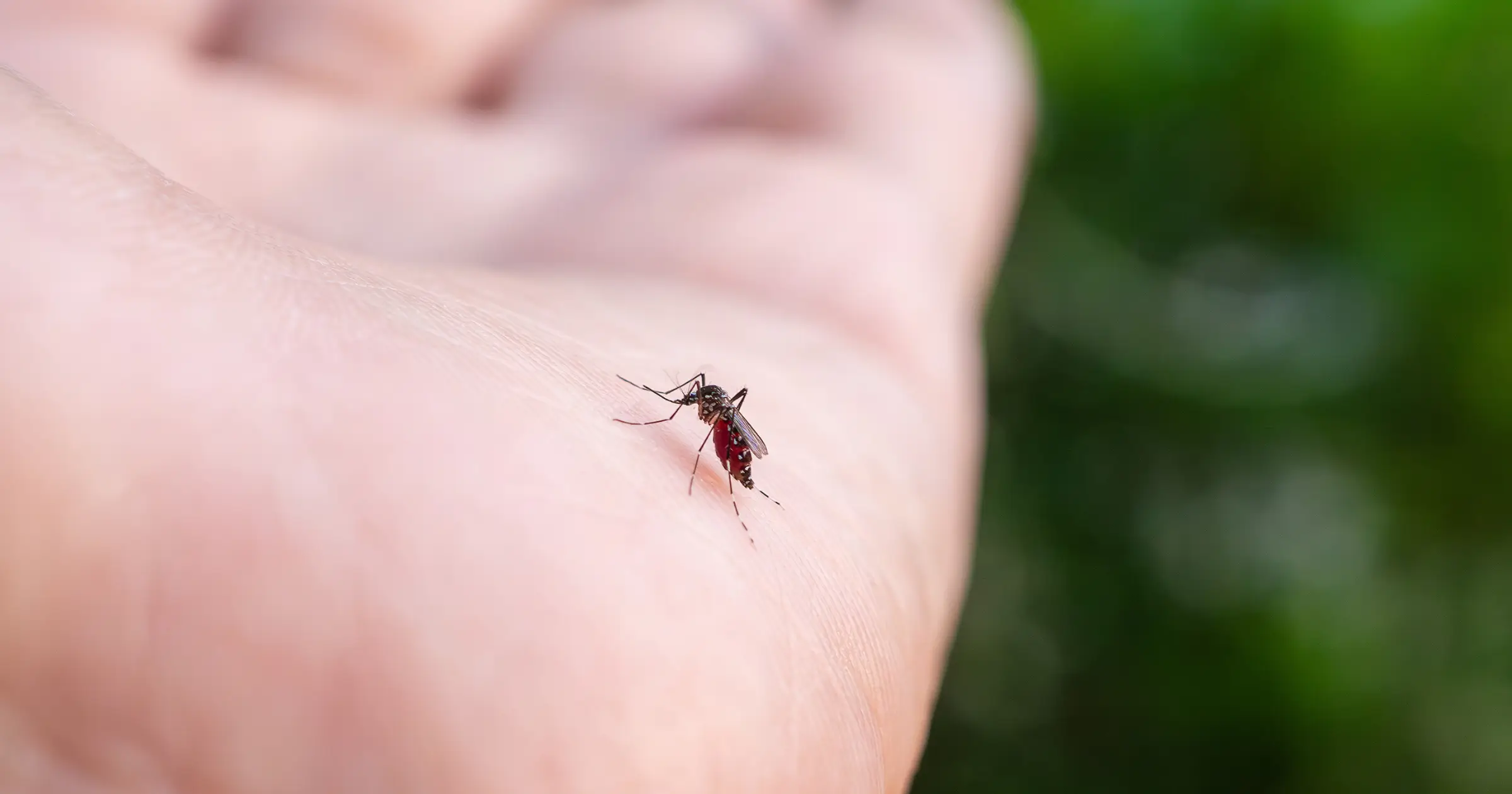 Odkomarzanie posesji, ogrodów i działek. Spokojny wieczór bez natarczywych komarów.